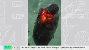 "Москвариум" показал танец морских котиков в преддверии 8 Марта