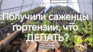 Получили саженцы гортензии, что делать?