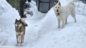 Контрольная вязка Златы и Надыма