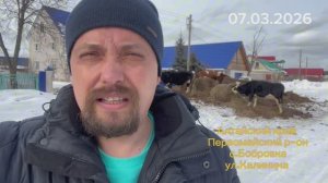 Коровы в свободном «плавании» круглый год! Жестоко или норм?