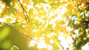 Успокаивающая музыка для нервов 🌿 лечебная музыка для сердца и сосудов, релакс, музыка для души