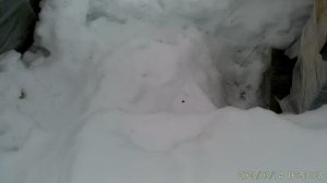 Очищаем летки в ульях.