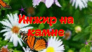 Инжир на камне