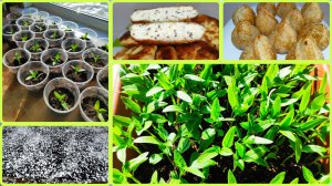 05.03.2026 // Приготовила самсу // Распикировала перцы // Сонет Ярославу на чаепитие