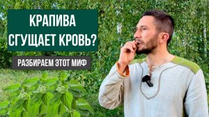 Крапива сгущает кровь? Главная ошибка при приёме крапивы