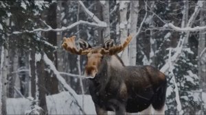 Рогатый атаман