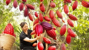 Вкусная сельская жизнь, сбор плодов какао. Готовим традиционную выпечку.