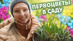 Первоцветы в саду: 7 красивых весенних растений