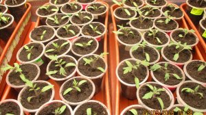 ПОСЕВЫ 2026-46. Отвечаю на вопросы зрителей о выращивании рассады томатов.