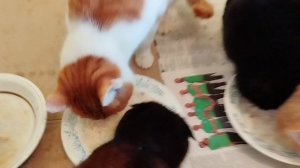 С 8 марта дорогие женщины! 🌹🌹🌹