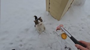 ❤️Бычковский пришёл с миской, и все остальные потихоньку подтянулись к харчевне Три кота и Гости.