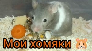 Мои подросшие хомяки.