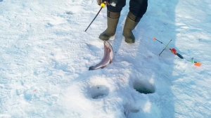 Запуск от 07.03.26