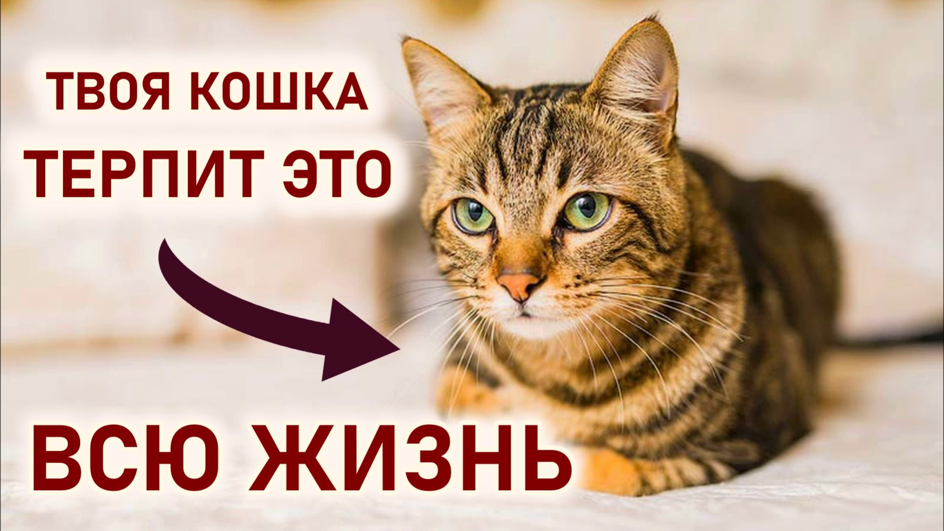 Ваша Кошка терпит это в Доме? Осторожно! Шокирующая правда о Кошках и их Реакции!