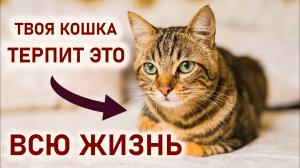 Ваша Кошка терпит это в Доме? Осторожно! Шокирующая правда о Кошках и их Реакции!