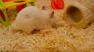 Cage Tour 🌈 Новый дом Ванилы!