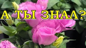 С праздником, милые женщины, с 8 МАРТА🌹🌹🌹ВЕСНА на ОКНЕ😍😍😍