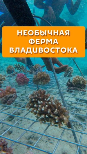 Необычная ферма Владивостока