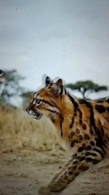 Сервал и Мангуст сражаются с Кобрами