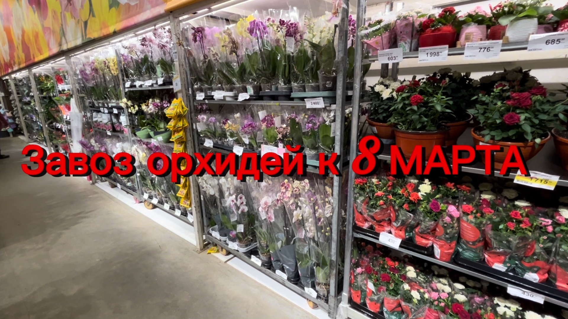 Грандиозный привоз ОРХИДЕЙ в Лемана ПРО ✅ #орхидеи