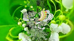 С 8 Марта Поздравление 4 от Киностудии Мудрого Кота Тимофея!