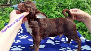 Поздравляем Цезарио нашёл НОВЫЙ дом 07/03/26 #купить_щенка_чихуахуа_продаю +79215950848