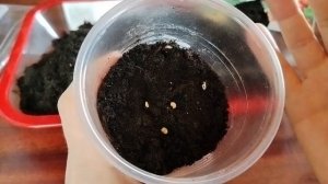 Посев перца