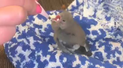 Снегири прятались под крышей дома всю зиму