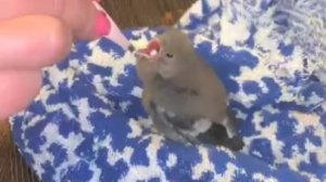 Снегири прятались под крышей дома всю зиму