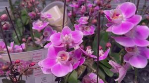 Рай для любителей орхидей😍