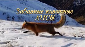 Забавные животные. ЛИСЫ утаскивают рыбу у рыбаков. Зимняя рыбалка. Про лису. Дикие животные