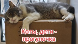 Котики, дети. Прогулочка.