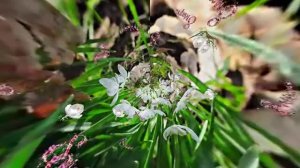 С 8 Марта 3! Музыкальная открытка от Киностудии Мудрого Кота Тимофея!