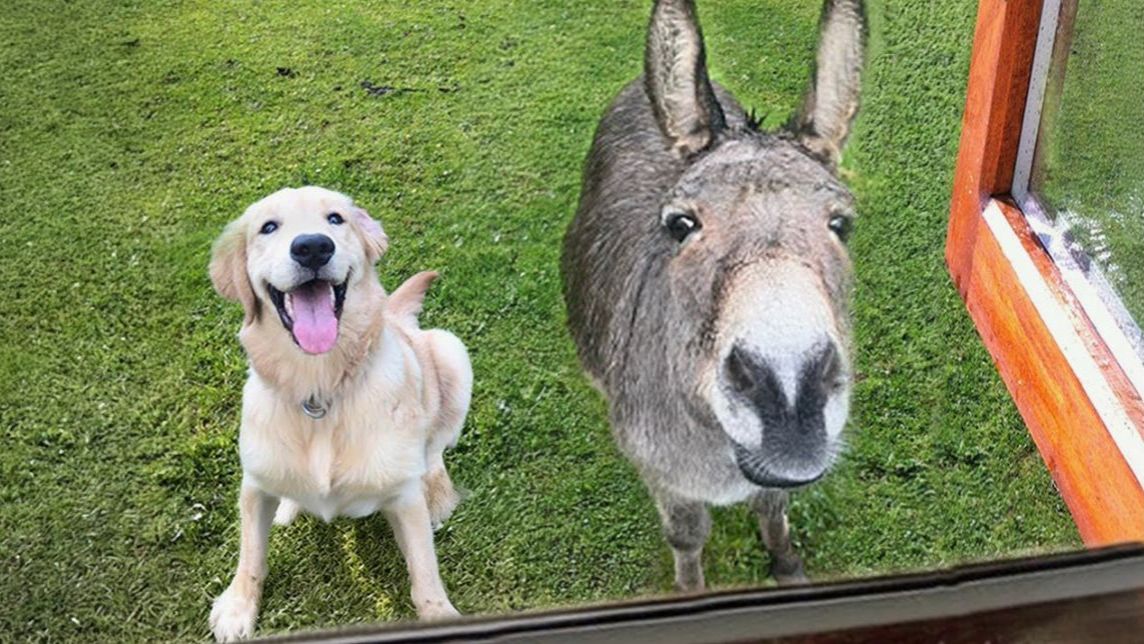 КОГДА ДОМАШНИЕ ЖИВОТНЫЕ ПРИВОДЯТ ДОМОЙ НОВОГО ДРУГА ВИДЕО ПРИКОЛЫ