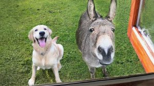 КОГДА ДОМАШНИЕ ЖИВОТНЫЕ ПРИВОДЯТ ДОМОЙ НОВОГО ДРУГА ВИДЕО ПРИКОЛЫ