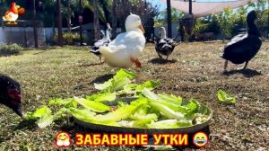 Забавные утки мускусные и пекинские на свободном выгуле со своими друзьями ч.(368) ❣️🤗😂