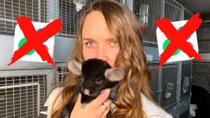 Шиншилла с Авито: Кот в мешке или Киндер-сюрприз?