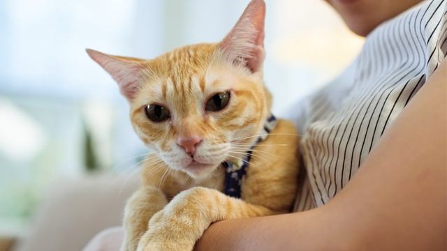 Мурчание кота для сна · Naomix.ru