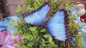 Парк бабочек. С 8 марта!