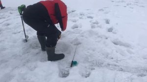 поимка форели на активную снасть