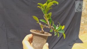 КАК СОЗДАЮТ БОНСАЙ С САМОГО НАЧАЛА Производство бонсай вторичное формирование. Бонсай с нуля!