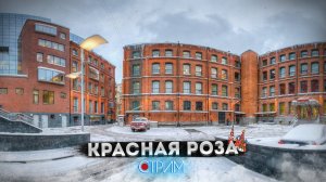 Красная роза — СТРИМ