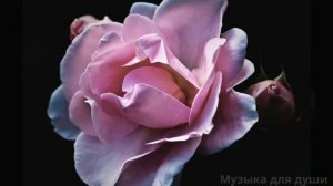 Для женщин к 8 марта с праздником дорогие и любимые наши @Музыкадлядуши-1