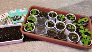 Взошли томаты для раннего урожая сезон 2026! Сею баклажаны на рассаду.