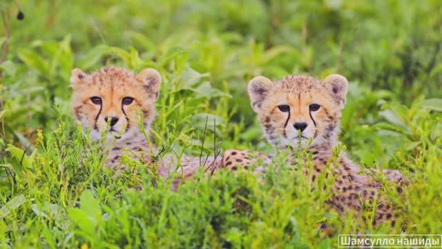 #Коран#АльБакъара#СамыеКрасивыеМеста#Relaxation##Islam#Quran#AlBaqarah'#Minshawiy #4кВидео#32часть#