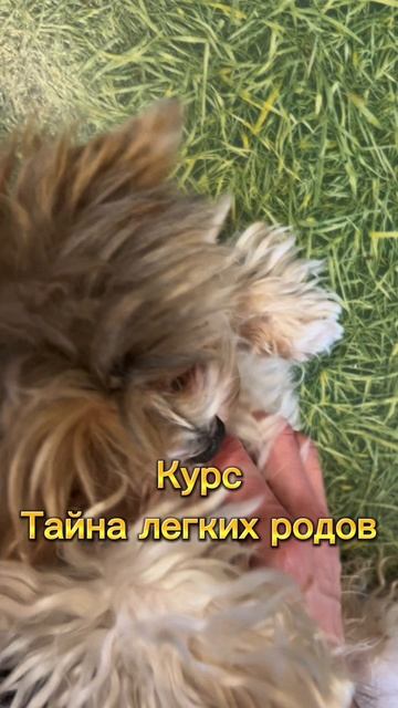 Медитация для беременных промо