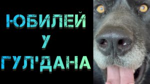 Волкособу Гул'дану 5 лет.