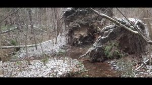 "Прогулка по слегка заснеженному лесу"