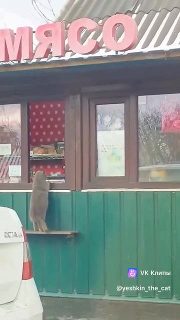 кот - покупатель))) заскочил за мясом))))