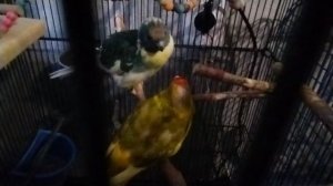 попугай mukbang